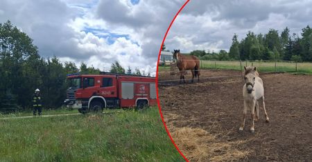 Makabryczne sceny na wybiegu. Konie śmiertelnie porażone prądem