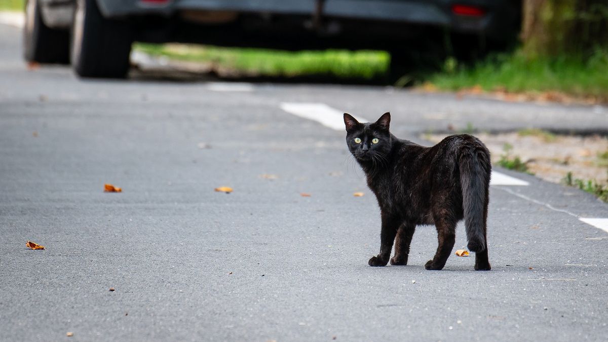 Kot przemierzył 240 kilometrów.