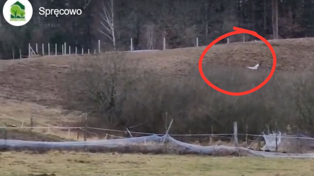 W woj. warmińsko-mazurskim pojawił się pierwszy bocian  