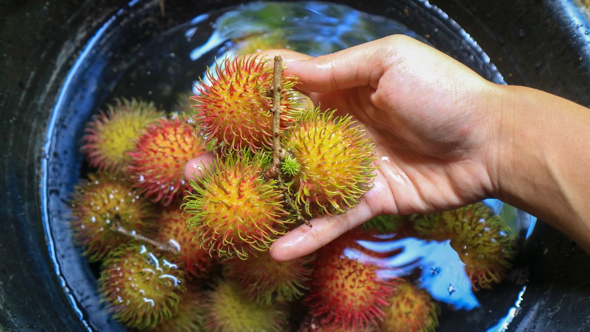 Rambutan