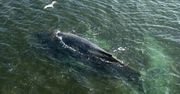 Humbak, który utknął w Bałtyku, znów pływa. Zniknął z pola widzenia policji
