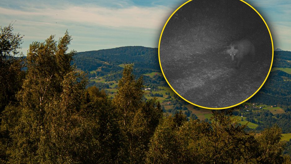 Fotopułapka uchwyciła niedźwiedzia 