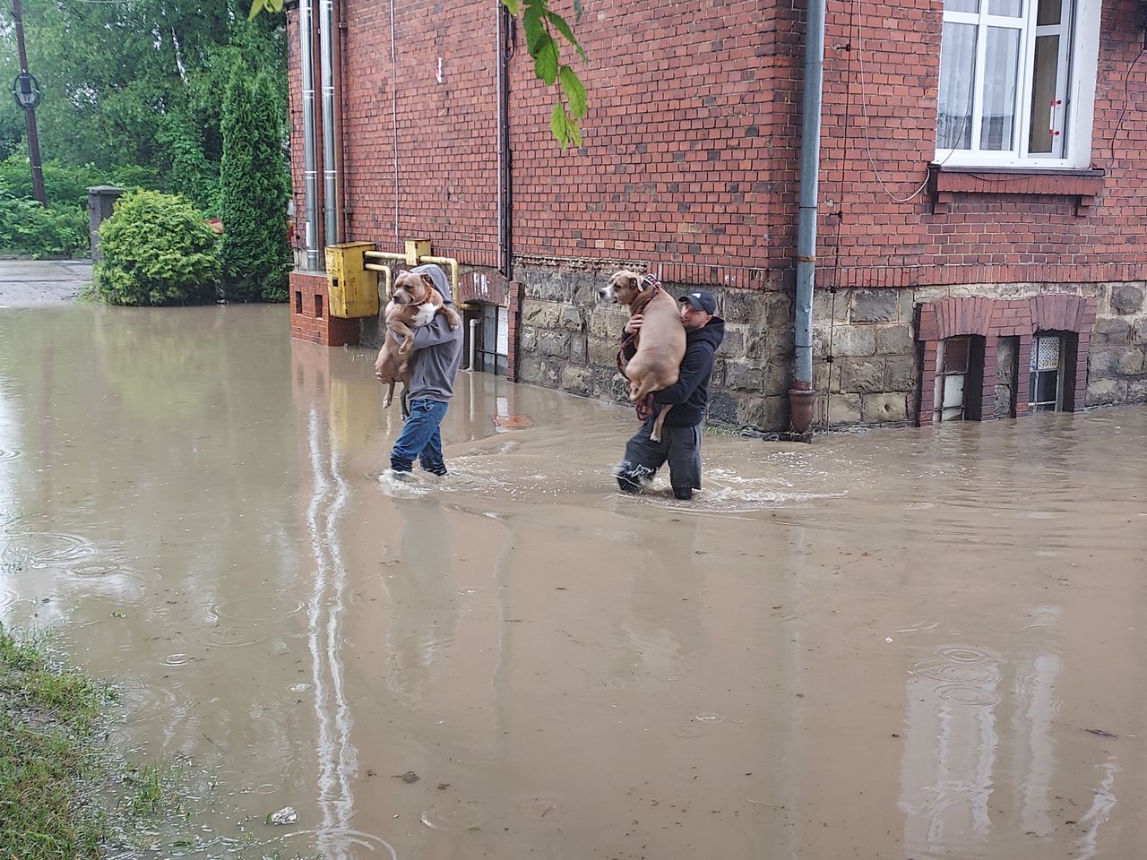 Psy na rękach. Ludzie brodzą po kolana w wodzie. "Koniec świata"