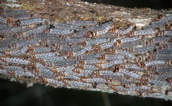 Pojawiły się w Polsce. Pod żadnym pozorem ich nie dotykaj