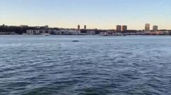 Wieloryb w Nowym Jorku. Mieszkańcy przecierali oczy ze zdumienia