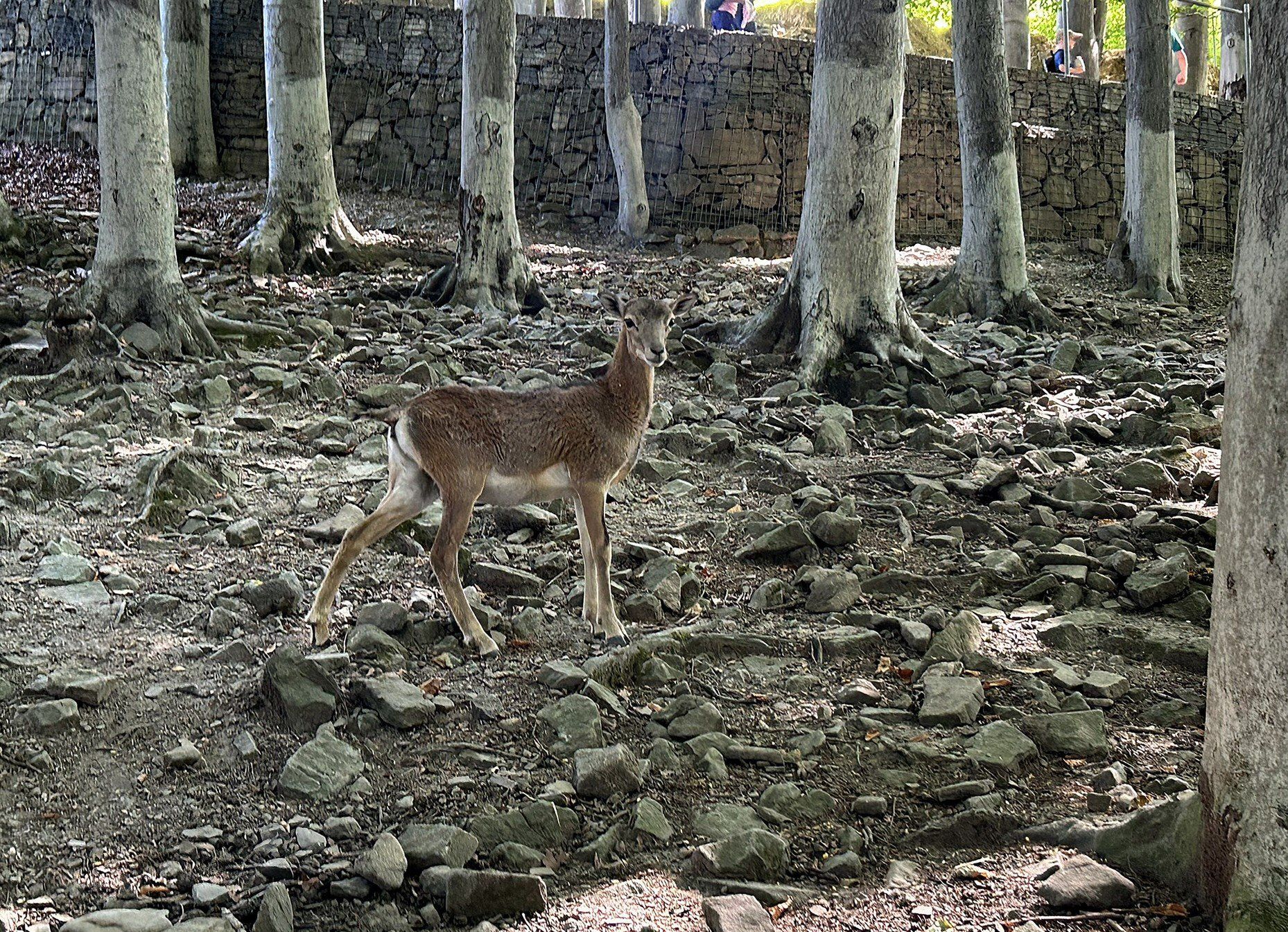 W Leśnym Parku Niespodzianek. W trosce o faunę i florę regionu