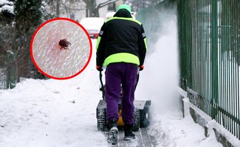 Mroźna zima wpłynie na liczbę komarów i kleszczy? Badaczka odpowiada