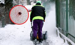 Mroźna zima wpłynie na liczbę komarów i kleszczy? Badaczka odpowiada