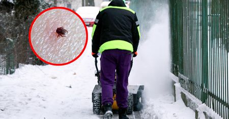 Mroźna zima wpłynie na liczbę komarów i kleszczy? Badaczka odpowiada