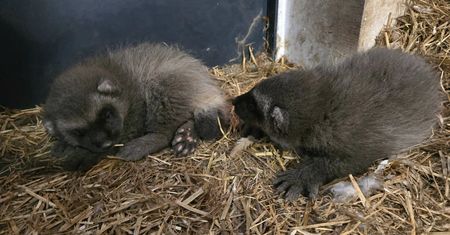 Poruszenie w zoo w Chorzowie. Na świat przyszły przeurocze maluchy, które wyrosną na silnych drapieżców