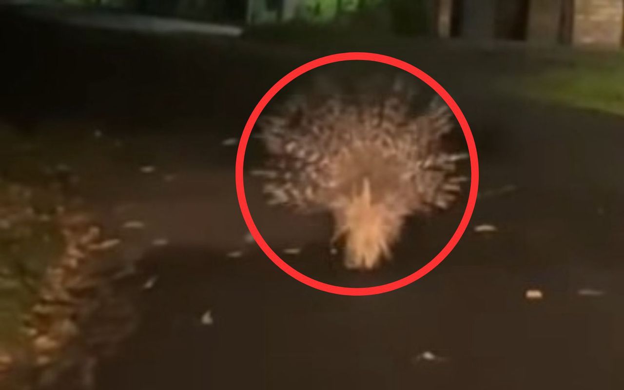 Jechali nocą. Nagle zobaczyli go na drodze. "Zwiał komuś"