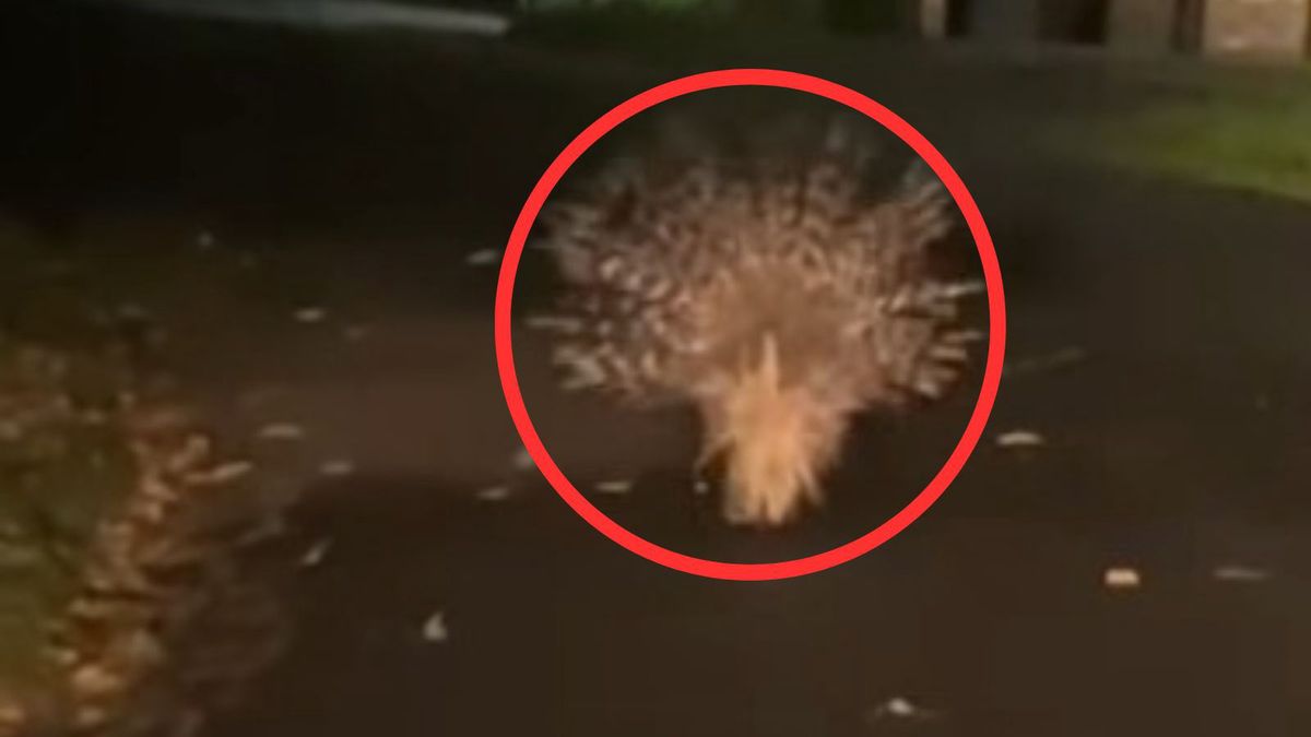 Jeżozwierz na drodze koło Złotoryi