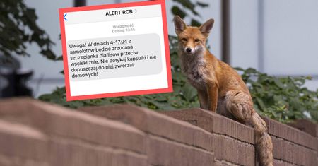 Alert RCB. Ważna informacja dla właścicieli psów i kotów