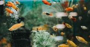 Krzyżówka dla miłośników akwarystyki. Ile wiesz o rybach?
