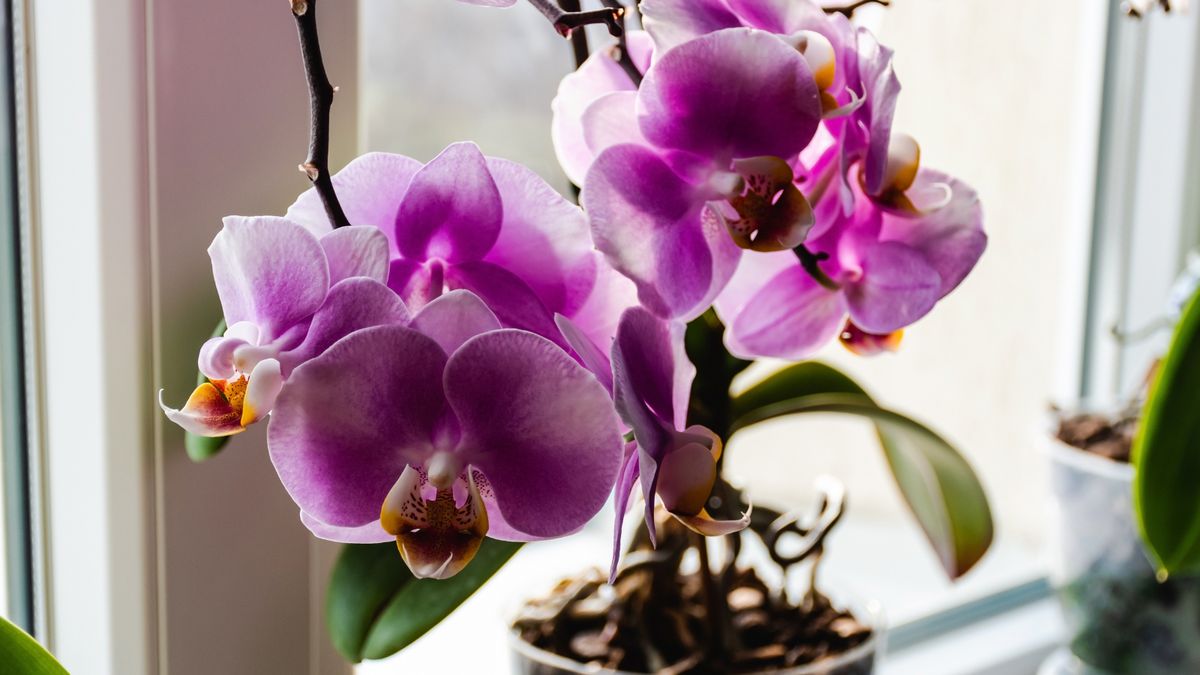 Storczyki trzeba przycinać późną jesienią