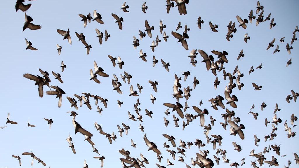 Narodowy lot gołębi. Hodowcy przeciwni 