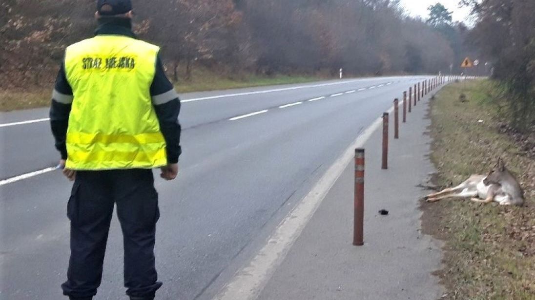 Strażnicy miejscy apelują do kierowców 