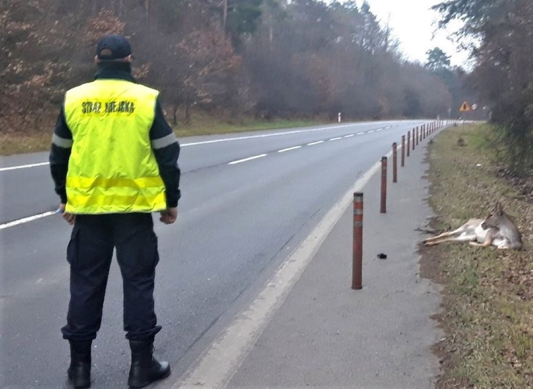 Potrącił dzikie zwierzę i odjechał. Taki zapłaci mandat