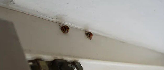 Inwazja biedronek azjatyckich. Szukają schronienia w naszych domach i gryzą