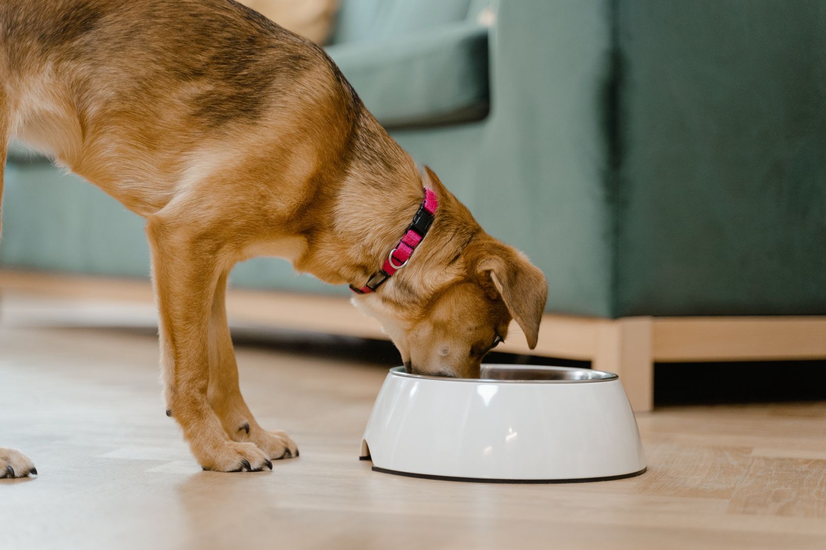 Dlaczego rutyna w diecie psa nie jest zła?