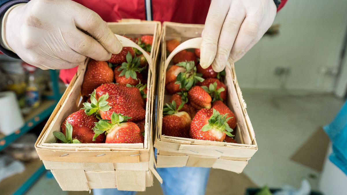 Na zdjęciu osoba trzymająca łubianki z truskawkami