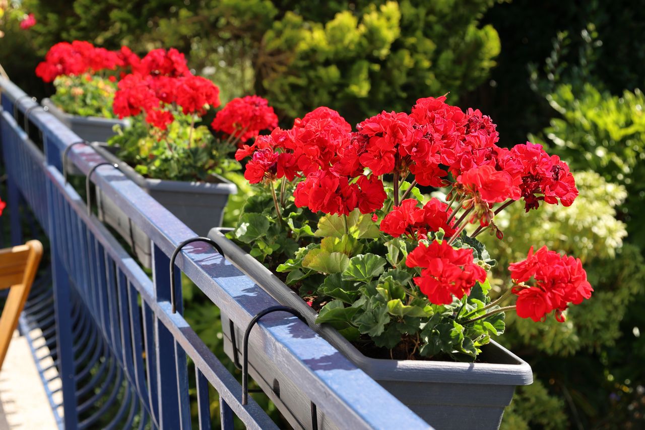 Jak dbać o pelargonie?