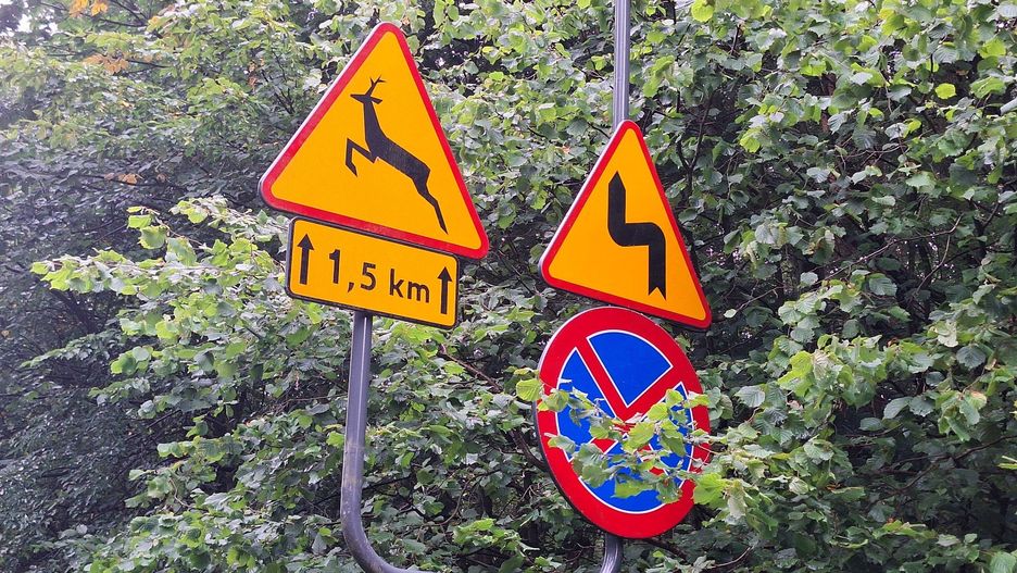 Była leśna oaza, dzięki urzędnikom jest ruchliwa ulica. To nieporozumienie!