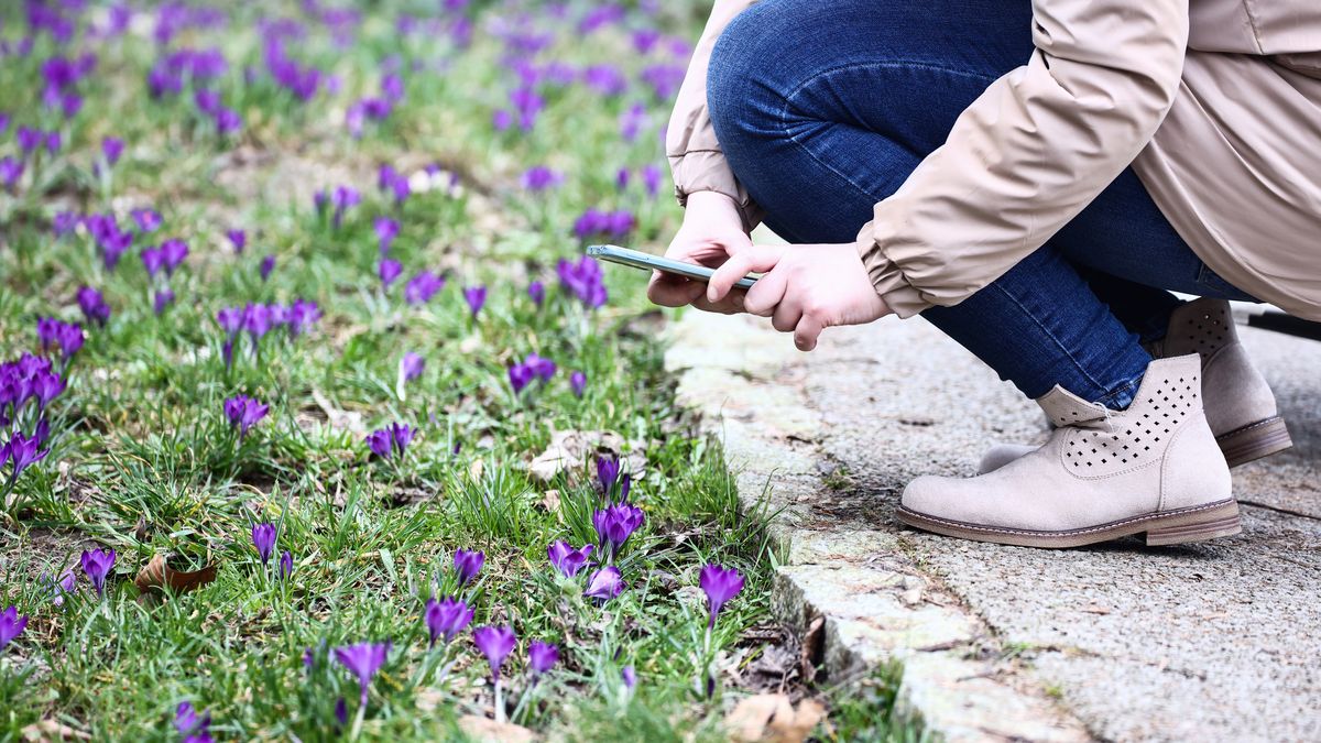 Zdjęcie z krokusem może być bardzo kosztowne