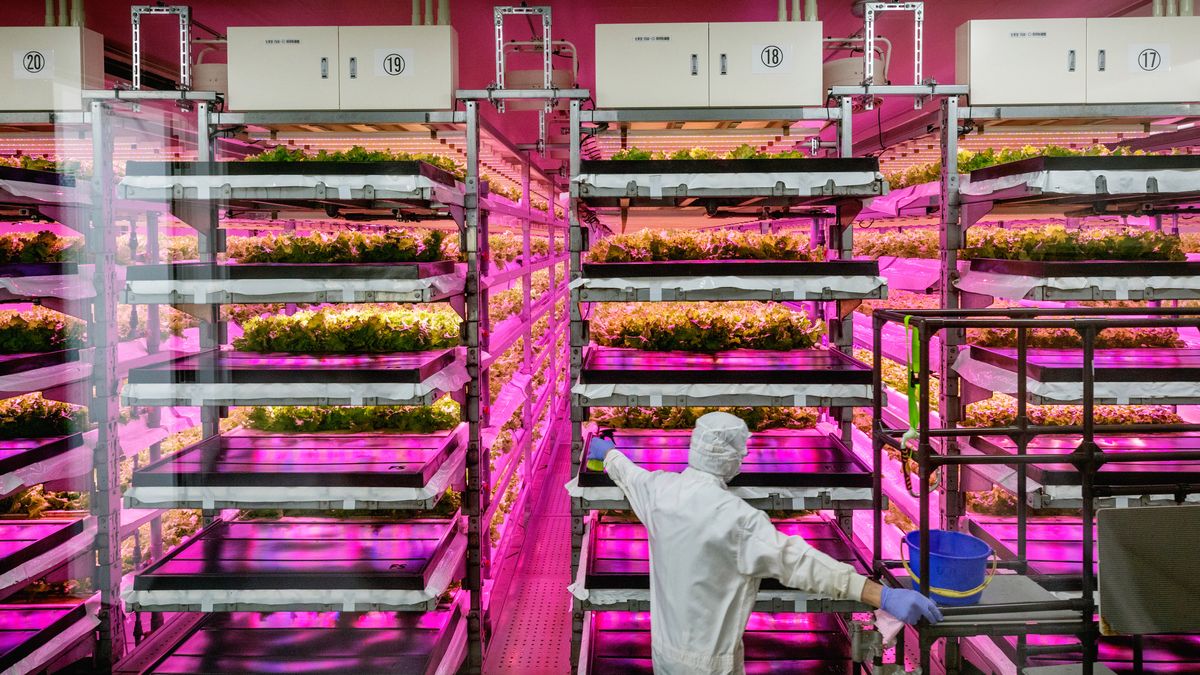 Nowa wertykalna farma w Danii. Wyhoduje tysiąc ton "zieleniny" rocznie 1