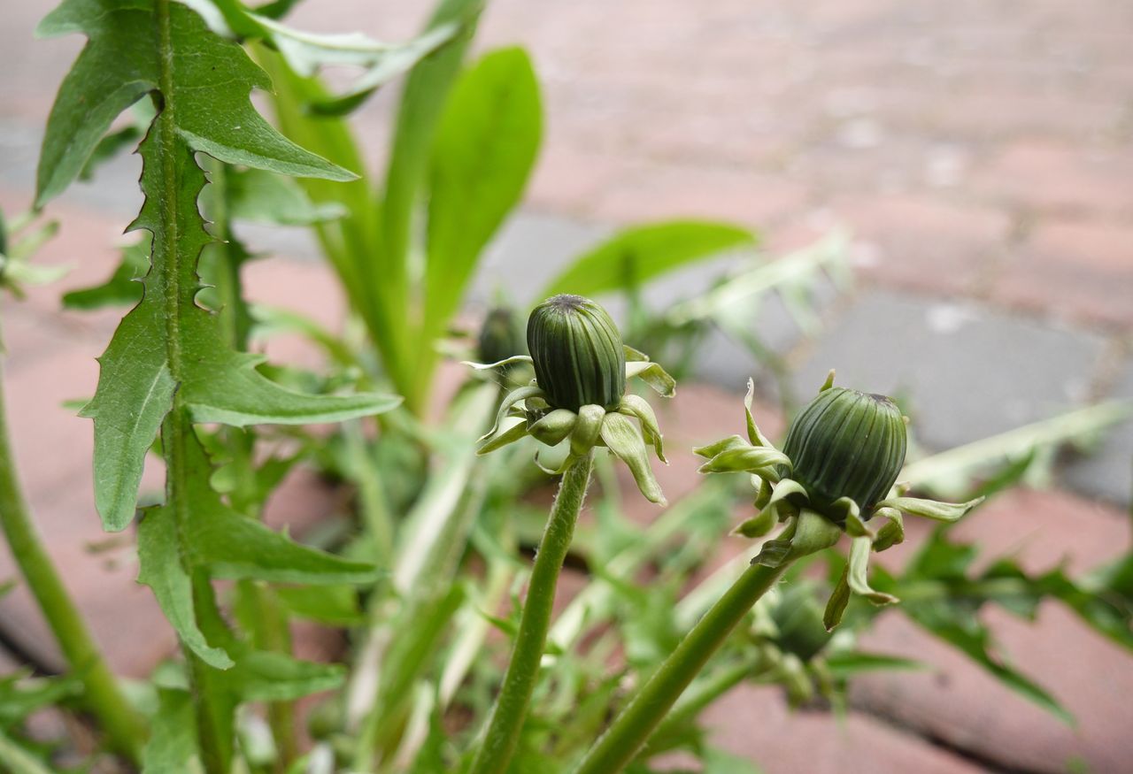 Effective way to deal with weeds