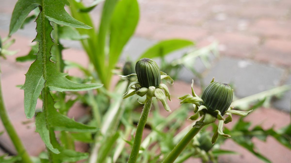 Skuteczny sposób na chwasty