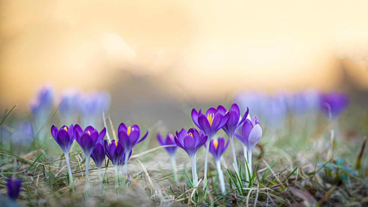 Krokusy zwyciężyły w konkursie. Zachwyciły Królewskie Towarzystwo Ogrodnicze 1