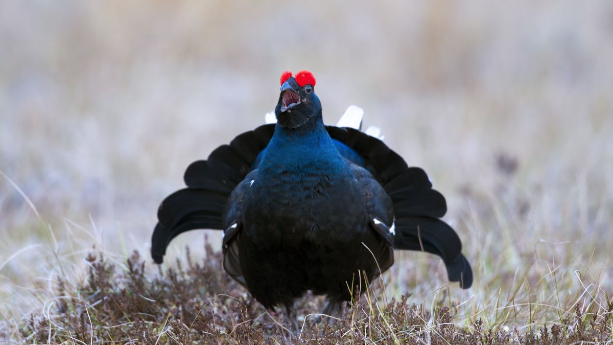 Cietrzewie niebawem rozpoczną gody