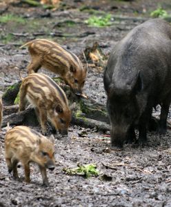 Nagły rozwój ASF. Zaraza objęła już jedną trzecią kraju