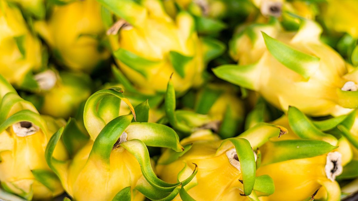 Zdrowotne właściwości dragon fruit