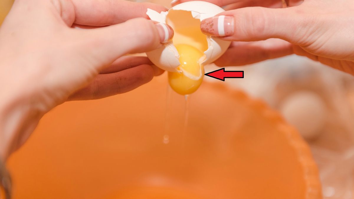 Biała nitka grudka na żółtku jajka. Może świadczyć o świeżości jaja