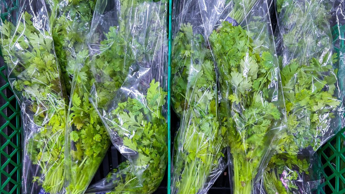 W Polsce kolendra jest hodowana na plantacjach