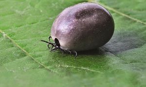 Masz je w ogrodzie? Wiosną mogą być schronieniem dla kleszczy