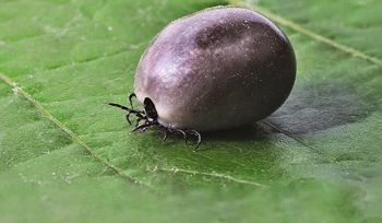 Masz je w ogrodzie? Wiosną mogą być schronieniem dla kleszczy