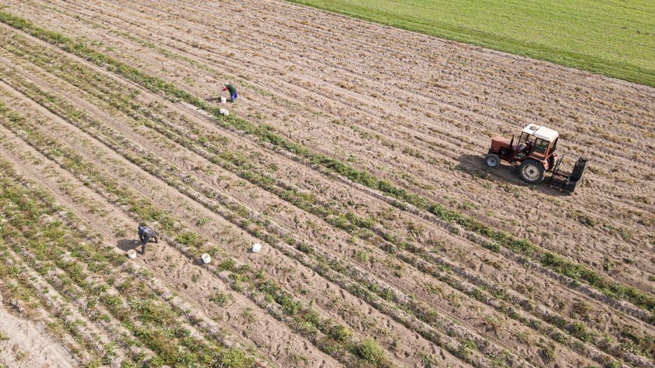 Sezon wykopków ziemniaków (zdj. ilustracyjne)