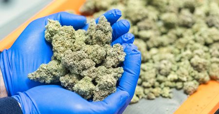 THC nie tylko pogarsza pamięć. Badanie pokazuje, że może ją także zniekształcać
