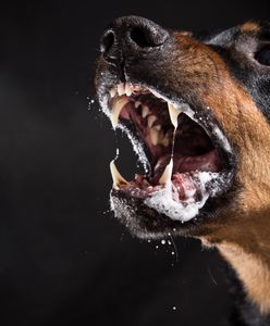 9-latka przestraszyła się bezpańskich psów. Potworna śmierć dziewczynki z Turcji