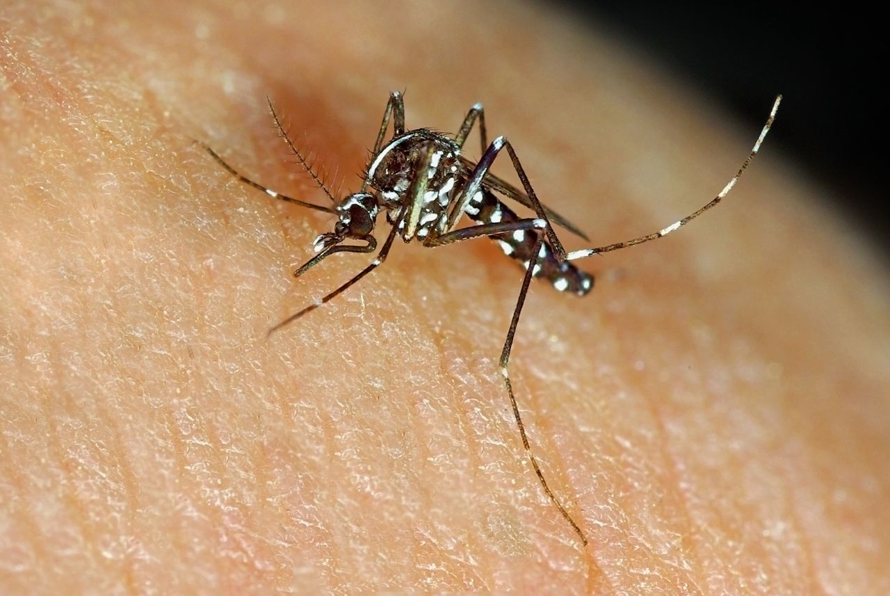 Niebezpieczny komar dotarł do Europy. Czy przetrwałby w Polsce?