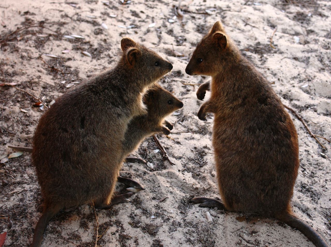 Tak wygląda kuoka krótkoogonowa, ulubione zwierzę Australijczyków.