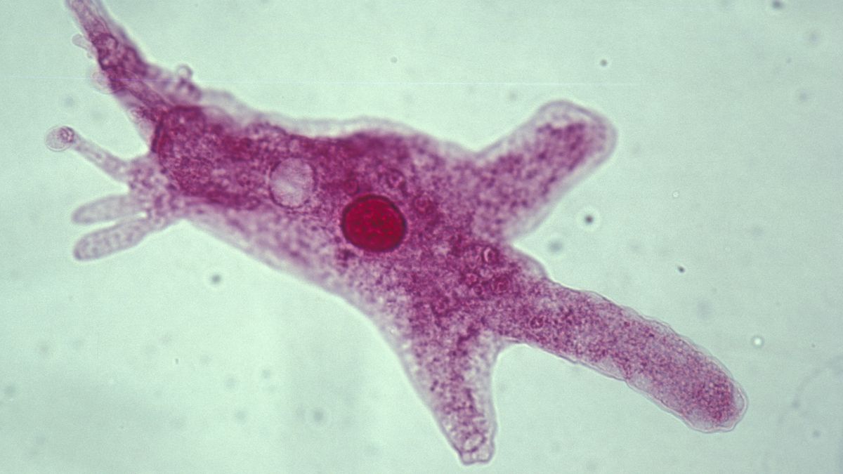 Ameba — zdjęcie ilustracyjne