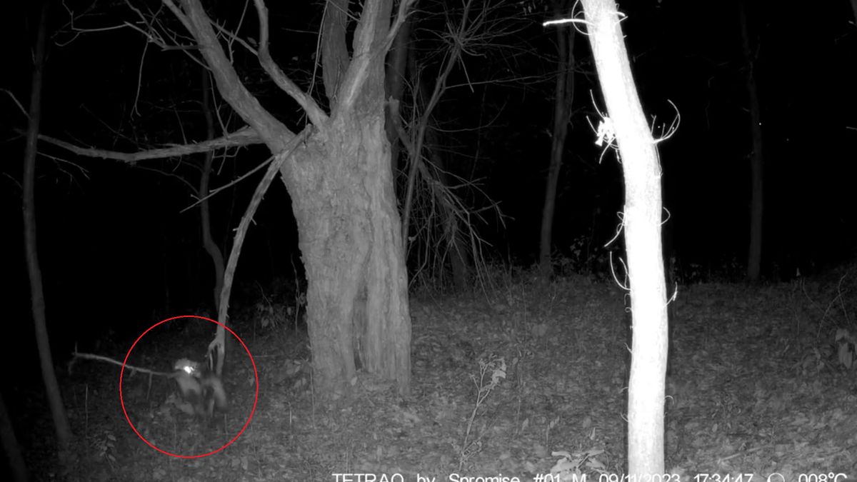 Kuny dokazują w lesie.