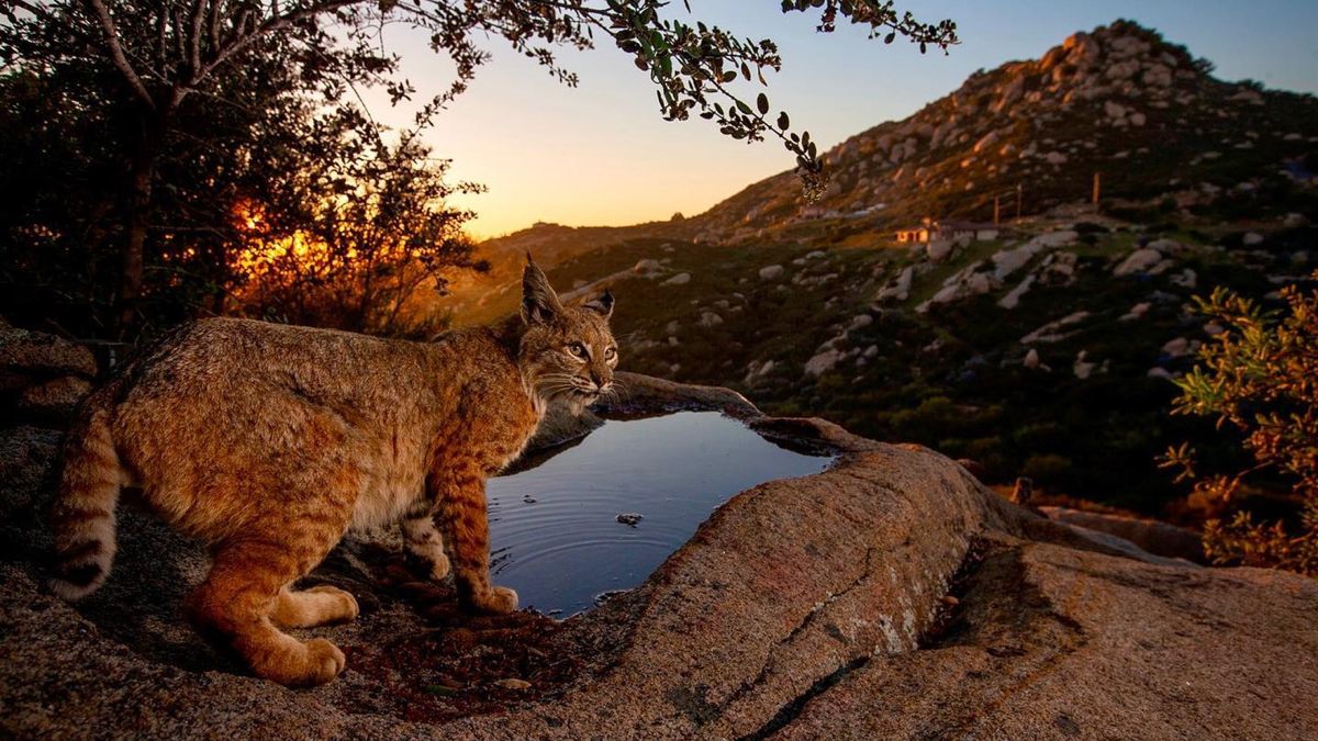 Dzika przyroda w ogrodzie. Fotograf ma na podwórku istny zwierzyniec 1