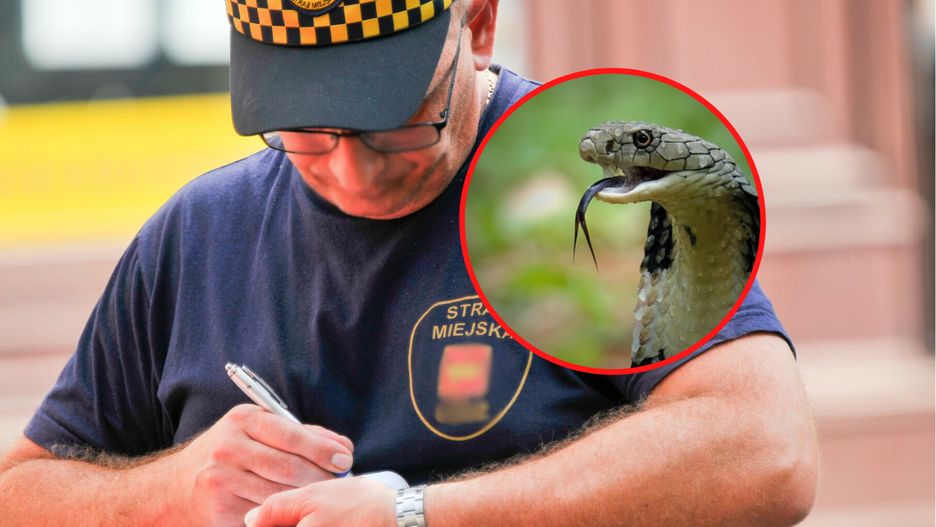 "Kobra" na Rynku Kleparskim w Krakowie/ Zdj. ilustracyjne.