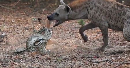 Pyton i hiena kontra młoda impala. Uczestnicy safari nagrali przerażający pokaz siły