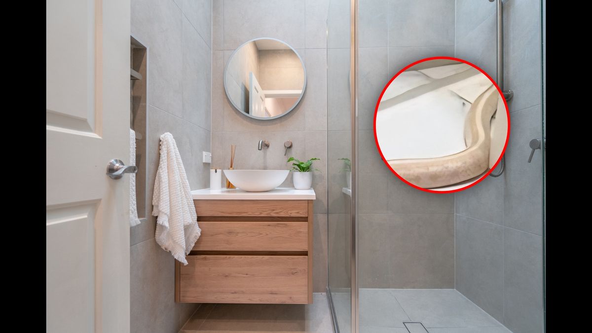 Wąż w elbląskiej łazience (zdj. ilustracyjne) 